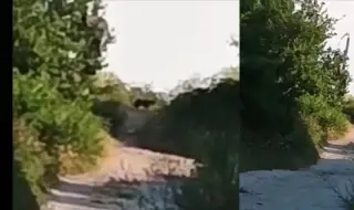 Стана ясно какво е издирваното животно в Шуменското плато
