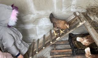 Нова мода: Софиянци се юрнаха да купуват кокошки-носачки след като яйцата поскъпнаха драстично