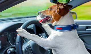 Съдят пияница, учил кучето си да кара със 160 км/ч
