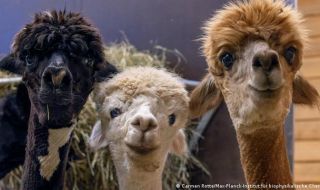 Брита, Нора и Ксения: трите алпаки, благодарение на които може да преборим коронавируса