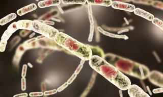 Случай на антракс в Румъния