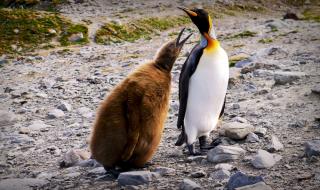 Ето защо пингвините не замръзват (ВИДЕО)