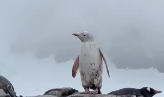 Заснеха бял пингвин в Антарктида (ВИДЕО)