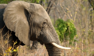 Бракониери са убили 14 слона в Зимбабве с цианид