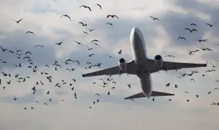 Гълъби предизвикаха смут на борда на самолет (ВИДЕО)
