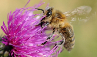 ЕП търси спасение за пчелите