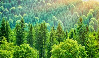 Учени броят дървесните видове в света