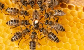 Днес е Световен ден на пчелите