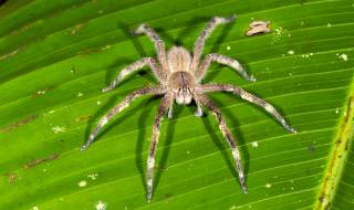 Смъртоносни паяци, скрити в банан, окупираха дома на британка