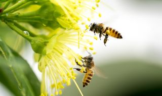 Пчелите обичат да си играят