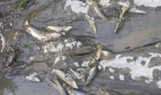Тонове мъртва риба на брега на язовир