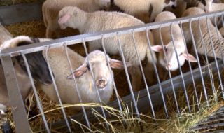 Овцевъди готови да блокират границите с Гърция и РСМ