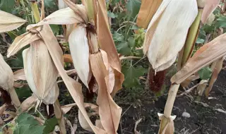 Сушата удари и реколтата от царевица