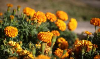 Температурите падат осезателно