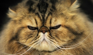 Котка-човекоядец вкара жена в болница за 6 дни