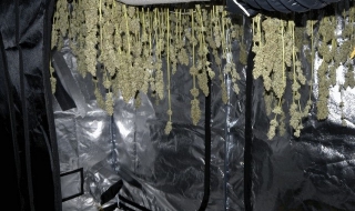 Разбиха модерни оранжерии за отглеждане на марихуана