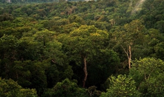 Еквадор възобновява дренажите за петрол в Амазонските гори