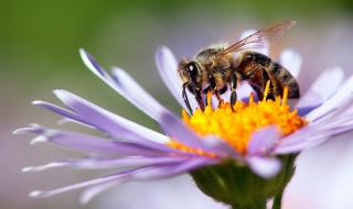 Пчелната отрова лекува рака на гърдата