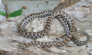 17 вида змии пълзят из страната, 4 от тях - отровни