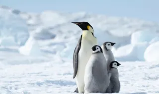 Over 680,000 penguins from the world's largest colony have disappeared due to global warming