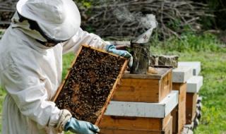Държавата отпуска 2,4 млн. лева за пчеларите