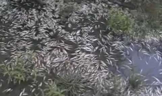 Tърсят замърсяване заради масов мор на риба край Варна