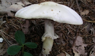 Нови тарифи при бране на гъби и паша