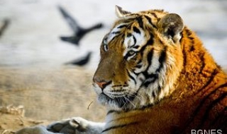 Тигър разкъса служител на зоопарк