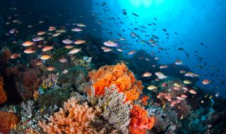 Откриха неизследван досега нов коралов риф (ВИДЕО)