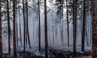 Пламнаха 50 дка борова гора край Елешница