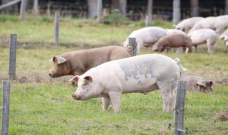 БАБХ за чумата по свинете: Вирусът не си е тръгвал
