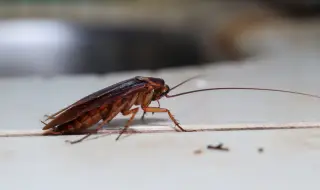Летящи хлебарки превзеха Гърция