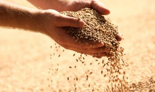Русия среща трудности да изнесе рекордната си реколта от пшеница