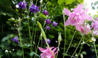 Денят започва със слънце, дъжд и гръмотевици следобед