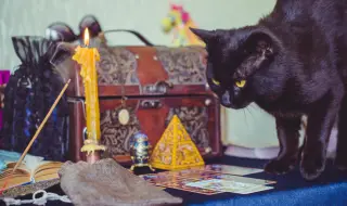 7-годишен котарак гадае с карти Таро