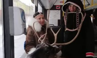 Северен елен пътува в градския транспорт в Русия (ВИДЕО)