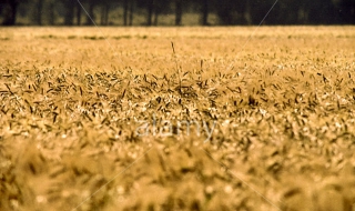 Украйна е прибрала 35,7 млн. т. зърно