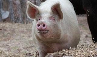 Кебапчета от Румъния докарали свинската чума в Плевенско