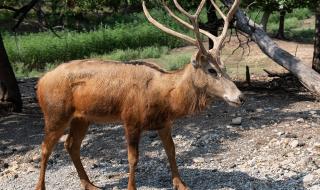 Найлон убива елените в национален парк