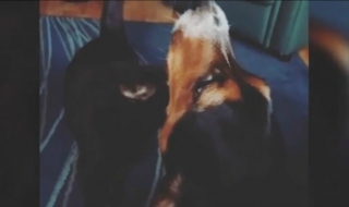 Куче запя по невероятен начин (ВИДЕО)