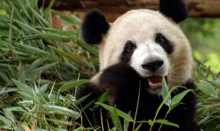 С торта и лакомства: Панда отпразнува 25-ия си рожден ден (ВИДЕО)