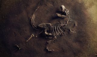 Вкаменелост на 125 млн. г. е запечатала смъртоносна схватка между бозайник и динозавър (СНИМКА)