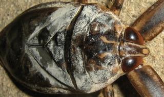 Мъж откри огромно същество с броня в двора си (СНИМКА)