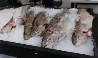 Кметовете на Царево и Приморско са срещу изграждането на ферма за пъстърва в Черно море 