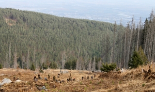 Прокурори ще участват в акция по залесяване на Витоша