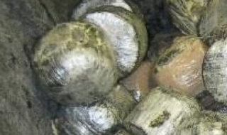 Заловиха кокосови орехи пълни с... марихуана на границата САЩ - Мексико