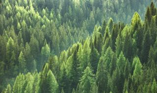 Залесяват нови 15 000 дка гори