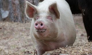 Димитър Михайлов: Държавата иска да приключи със свиневъдството