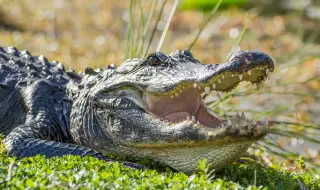 Мъж от Флорида използва зъбите на алигатор, за да отвори бирата си (ВИДЕО)