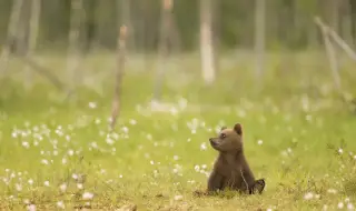 Малко мече предизвика хаос на летище в Япония (ВИДЕО)
